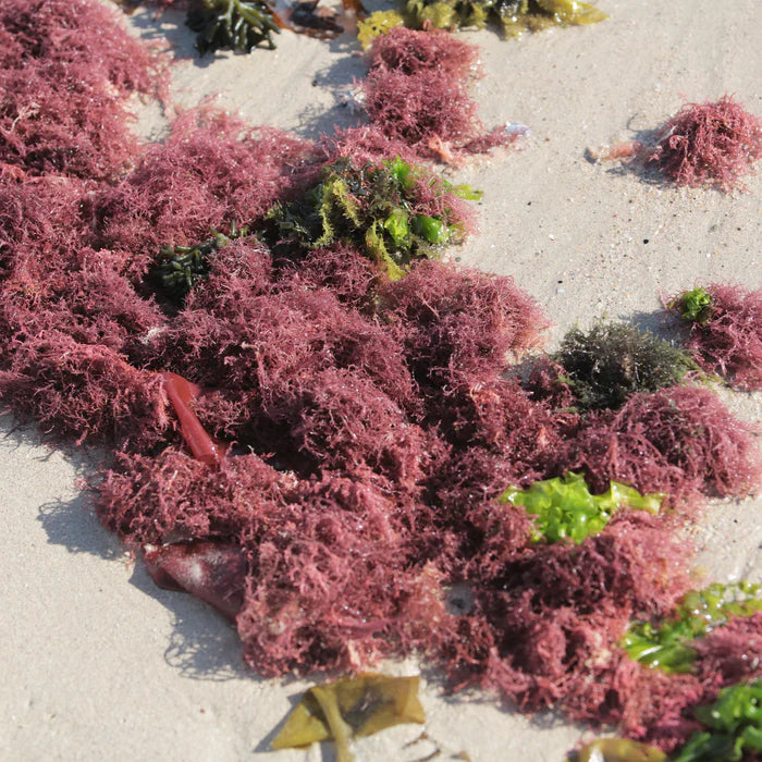 Wild Harvested Sun Dried Organic Jamaican Purple Irish Moss