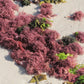 Wild Harvested Sun Dried Organic Jamaican Purple Irish Moss