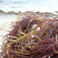 Wild Harvested Sun Dried Organic Jamaican Purple Irish Moss