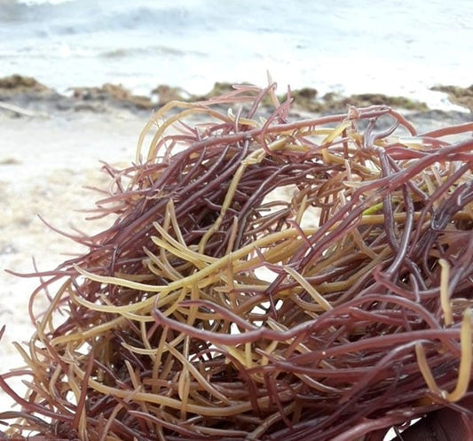 Wild Harvested Sun Dried Organic Jamaican Purple Irish Moss